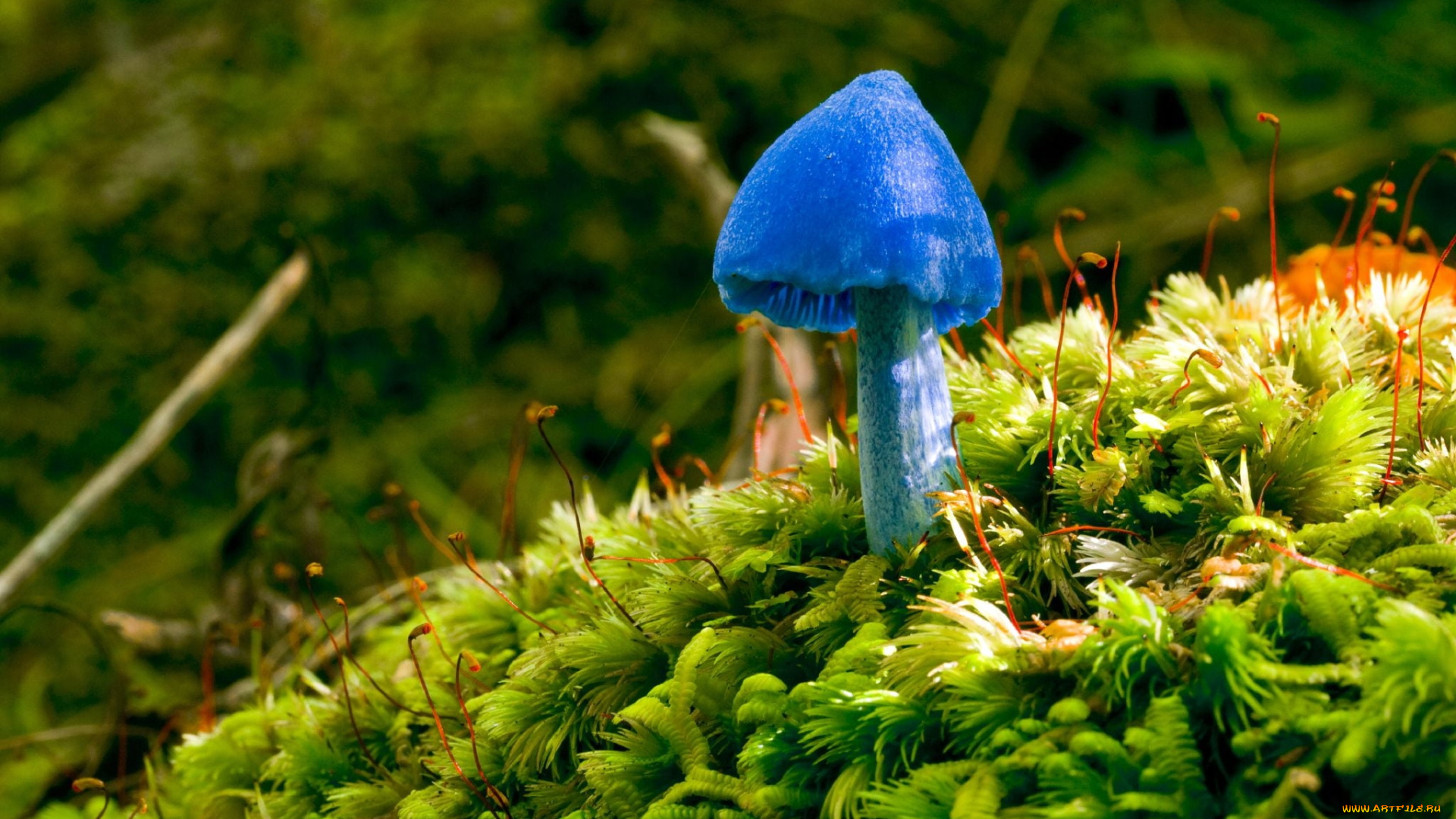 природа, грибы, мох, синий, грибок