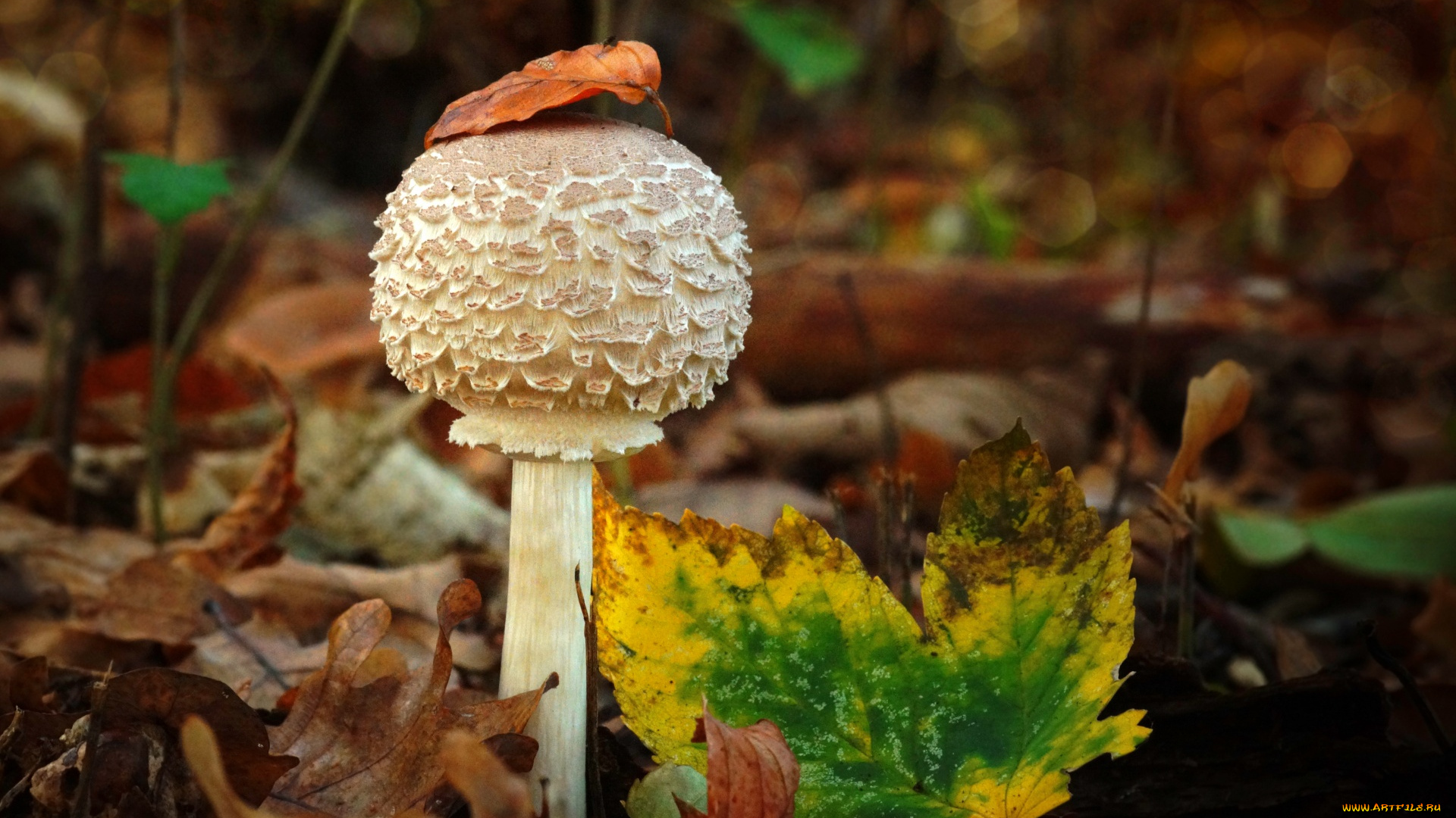 природа, грибы, осень, гриб, листья