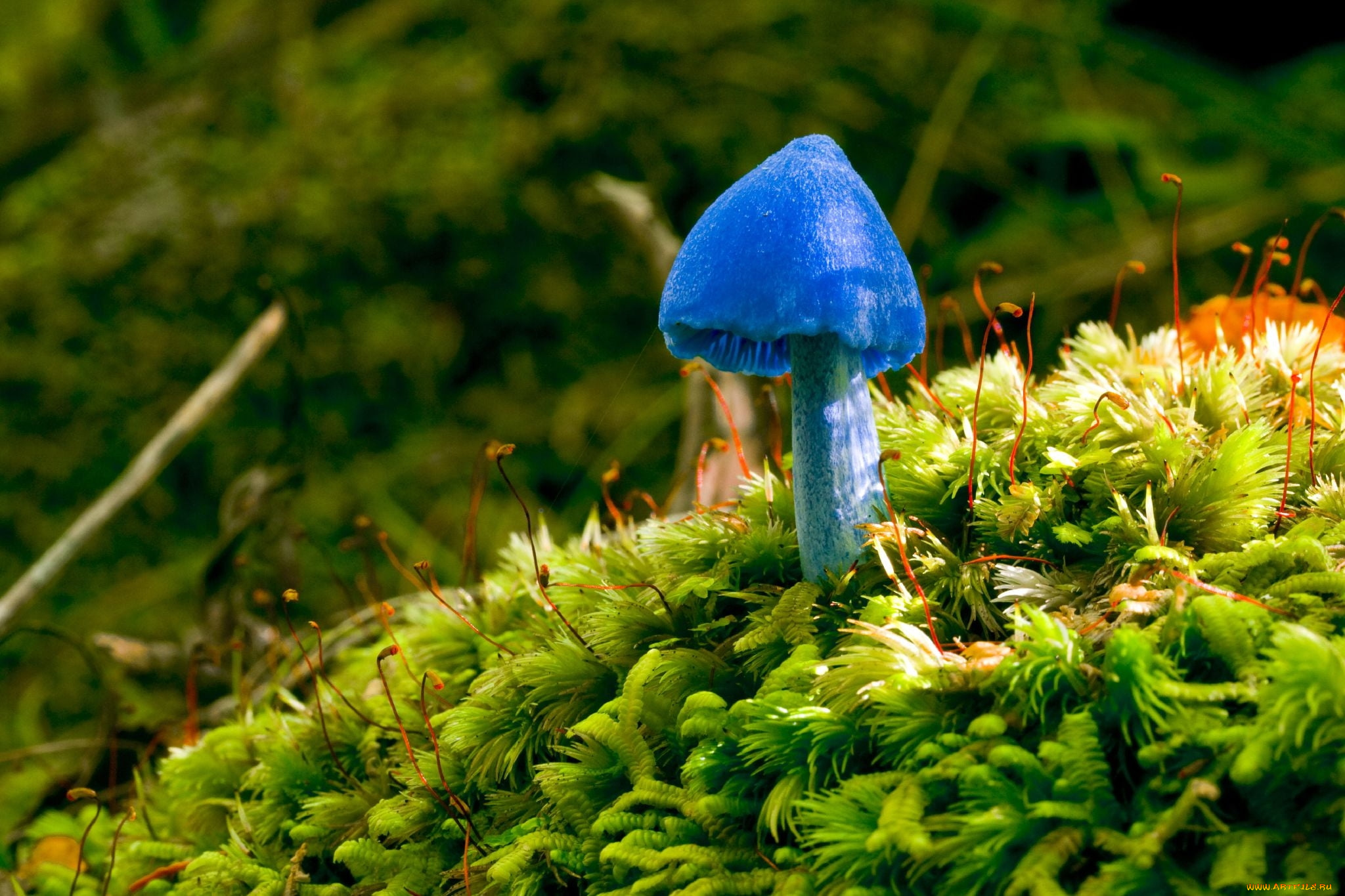 природа, грибы, мох, синий, грибок