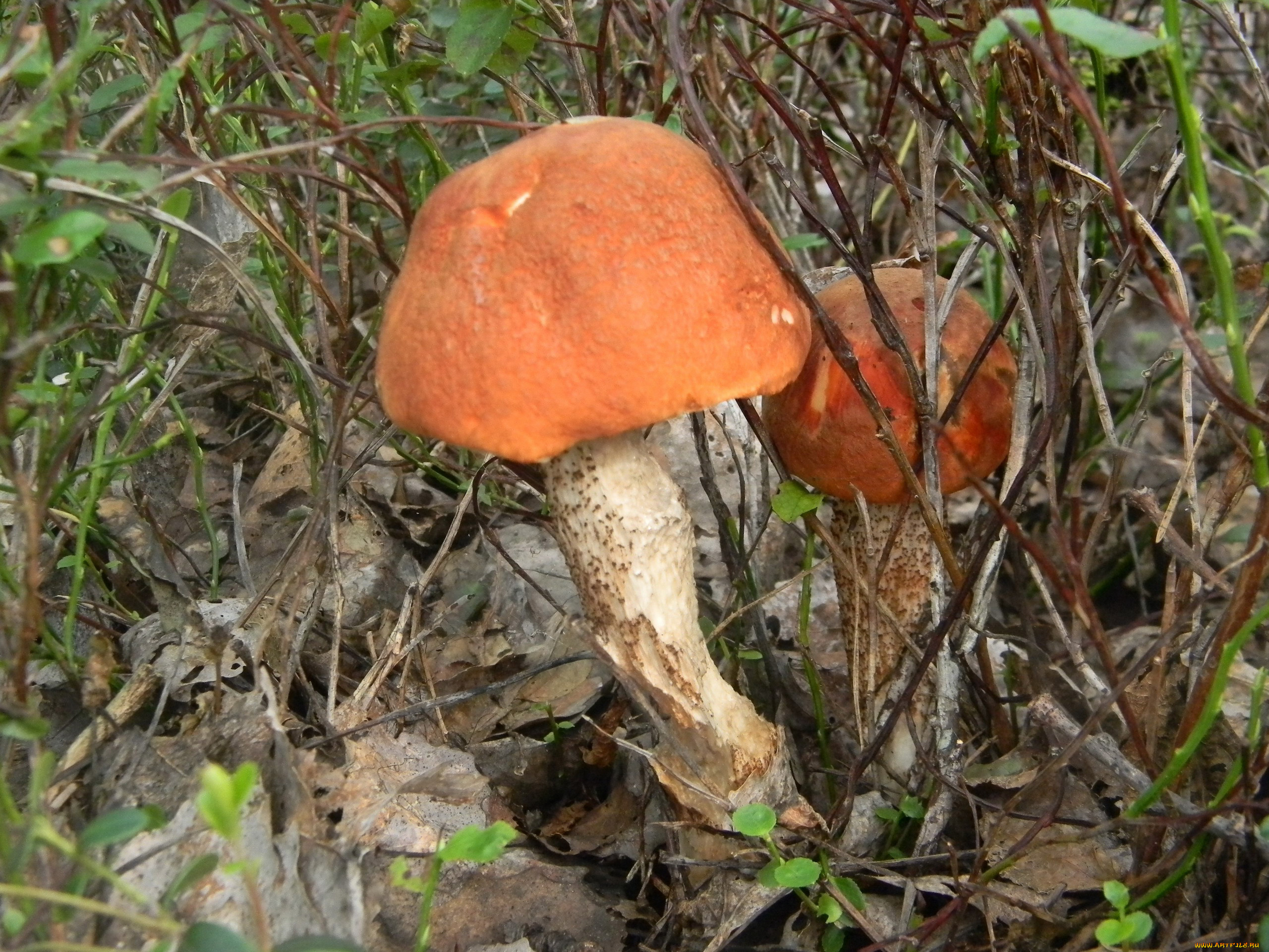 природа, грибы, подосиновик