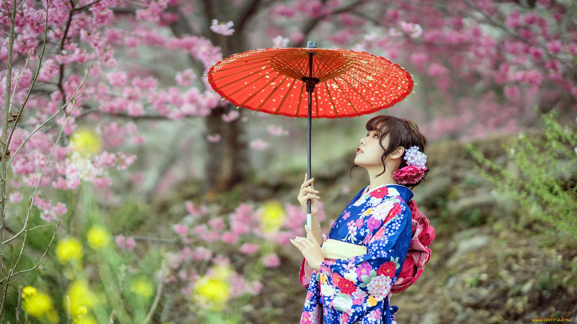 девушки, -, азиатки, японка, кимоно, зонтик, сакура