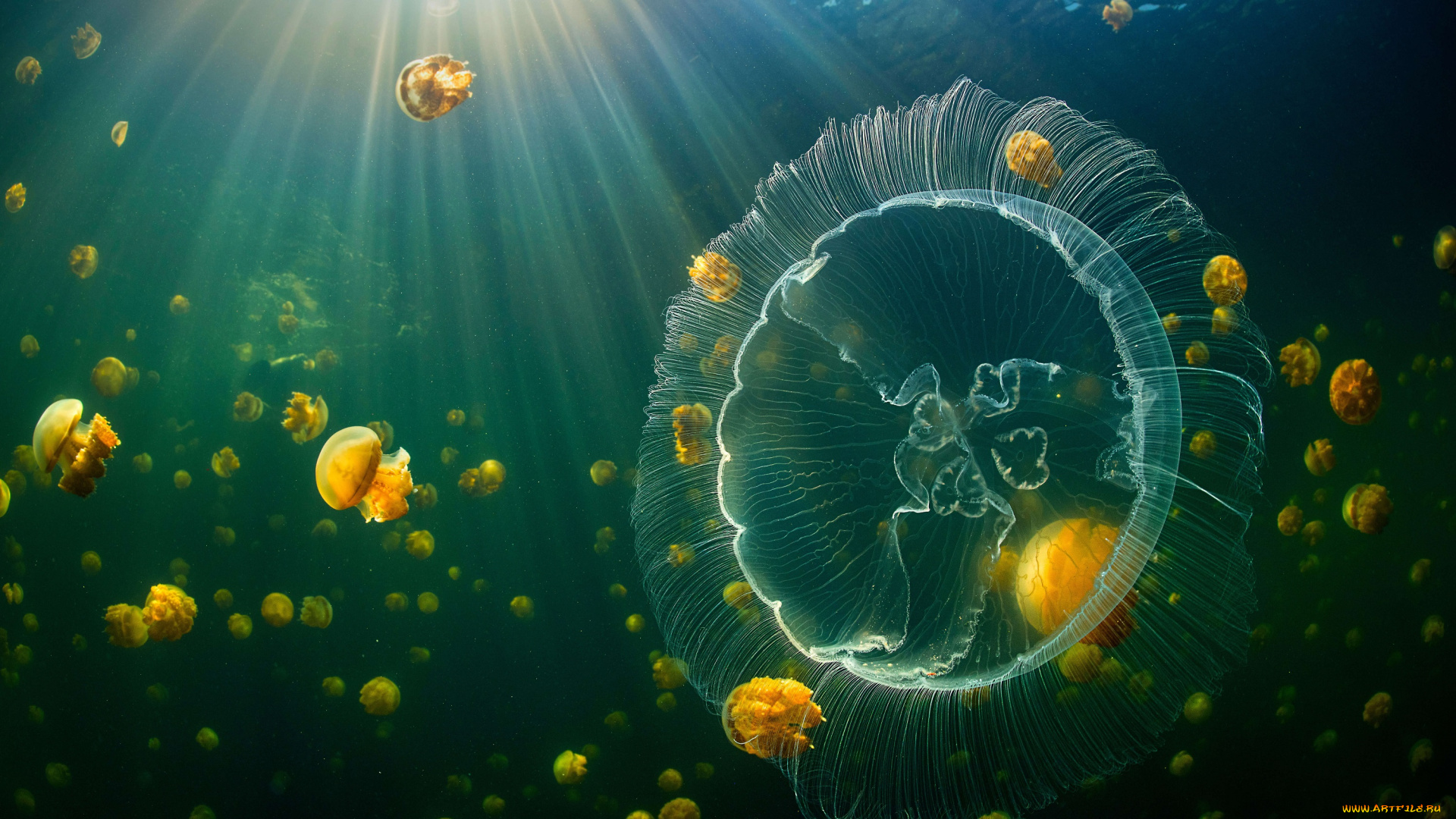 животные, медузы, jellyfish, raja, ampat, islands, underwater, sunlight, indonesia, animals