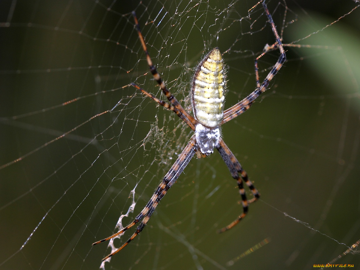 bandedargiope, животные, пауки