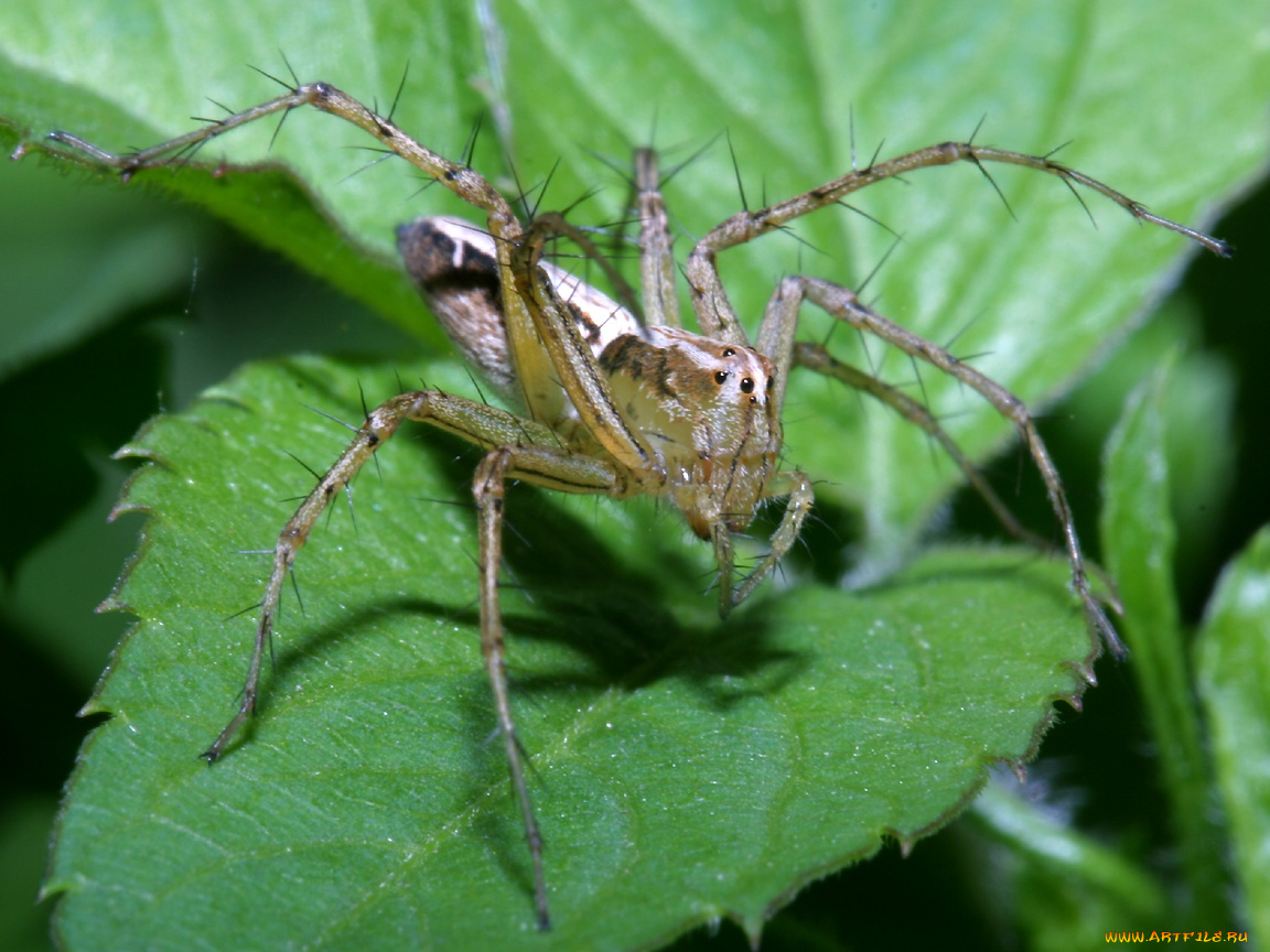 brownandwhitevietnameselynxspider, животные, пауки