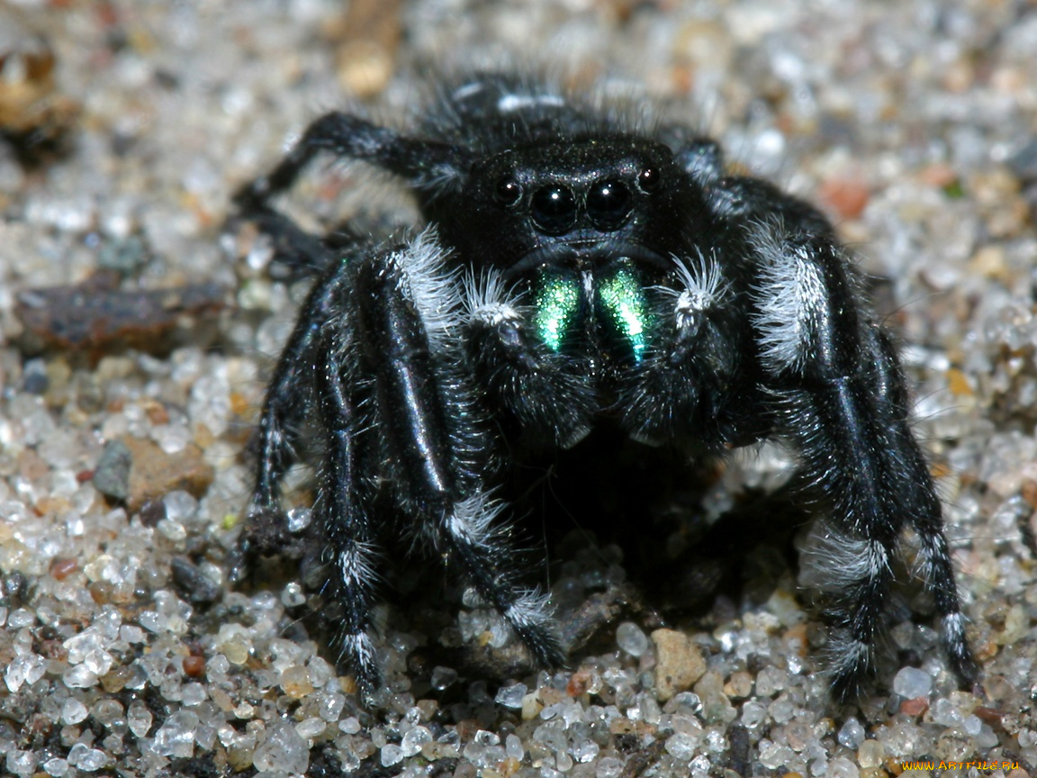 daringjumpingspider, животные, пауки