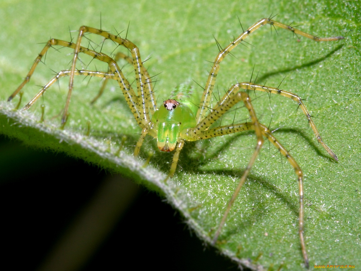 greenlynxspiderheadon, животные, пауки