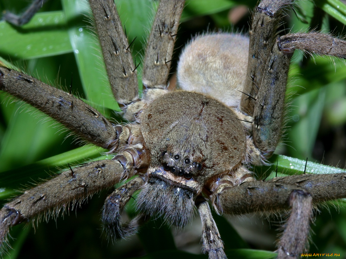 huntsmanspider, животные, пауки