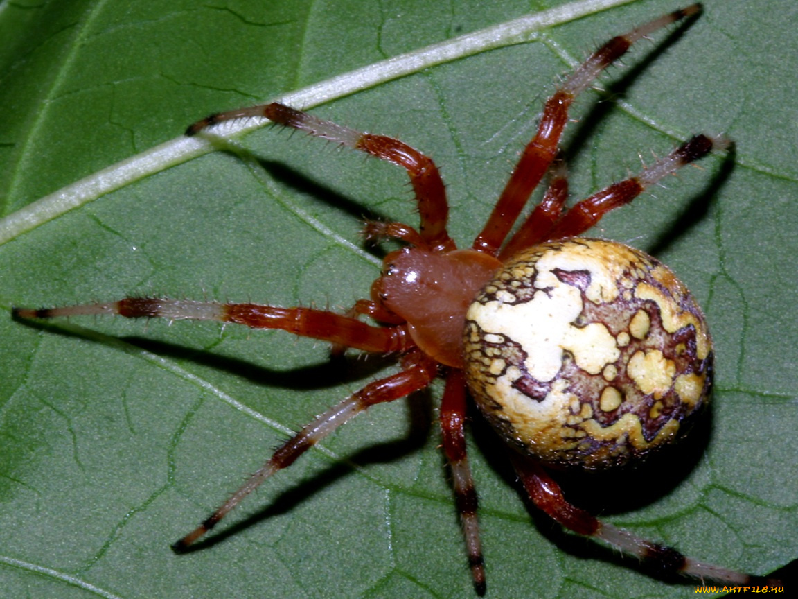 marbledspiderfromabove, животные, пауки