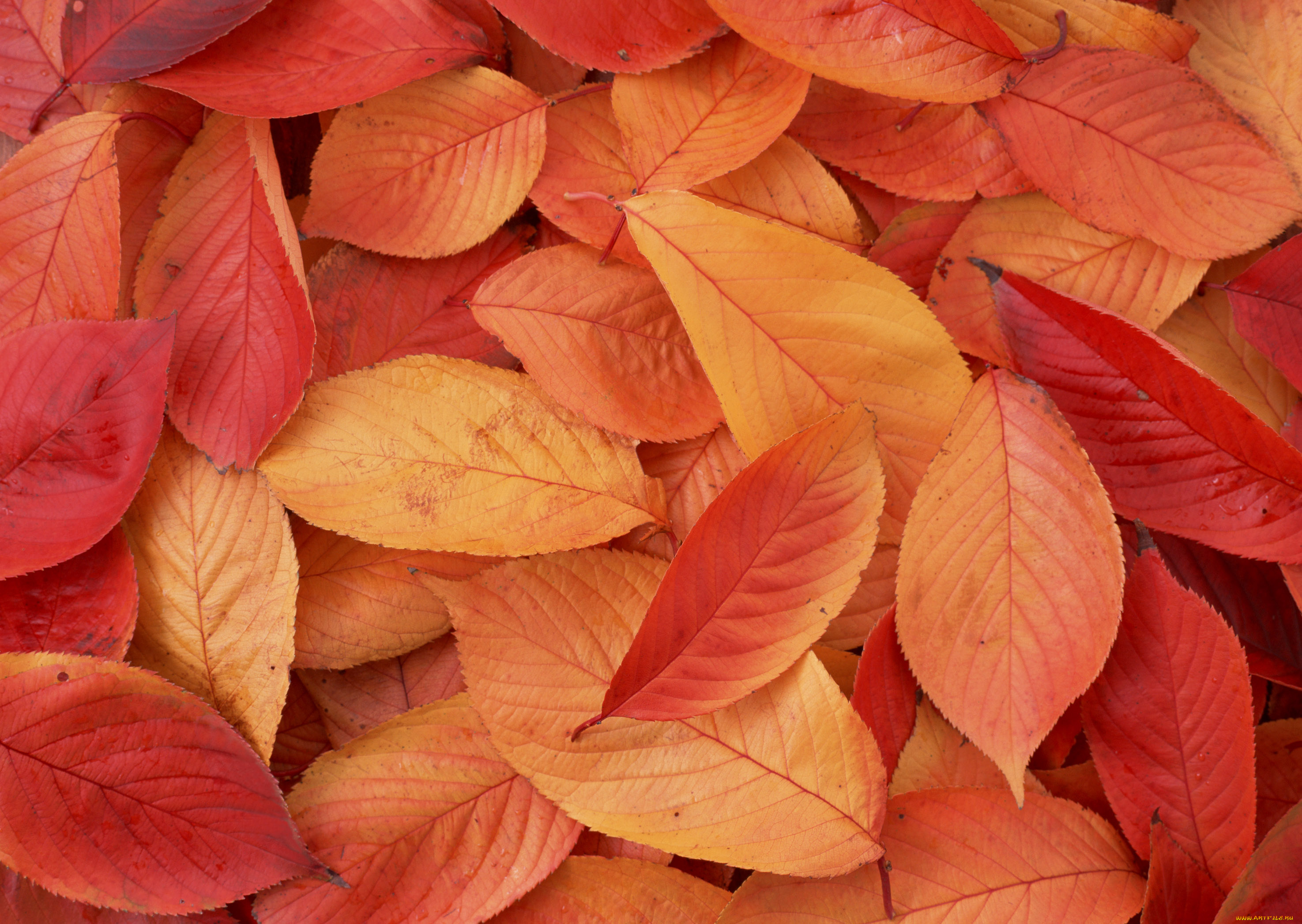 Г лист лучшее. Осенние листья. Листья осенью. Оранжевый лист. Листья фон.