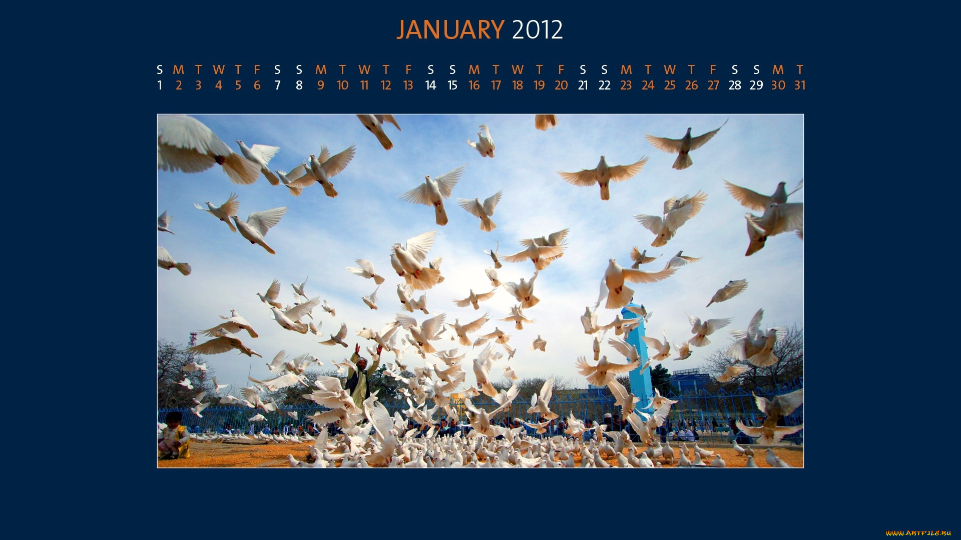 календари, животные, голуби