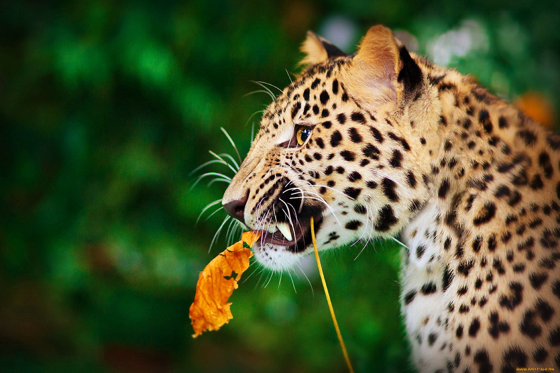 животные, леопарды, лист
