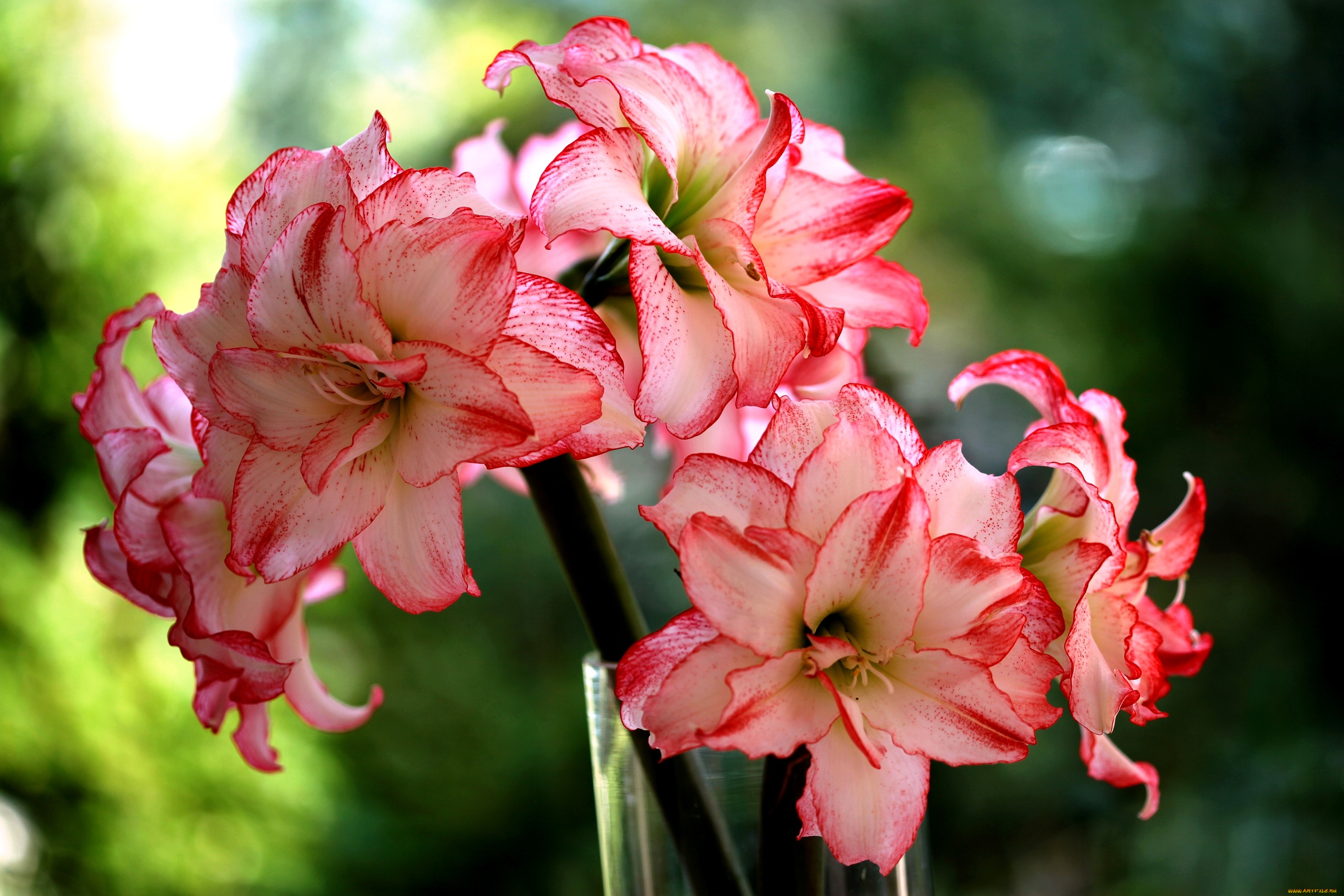 цветы, амариллисы, гиппеаструмы, розово-белый, пестрый