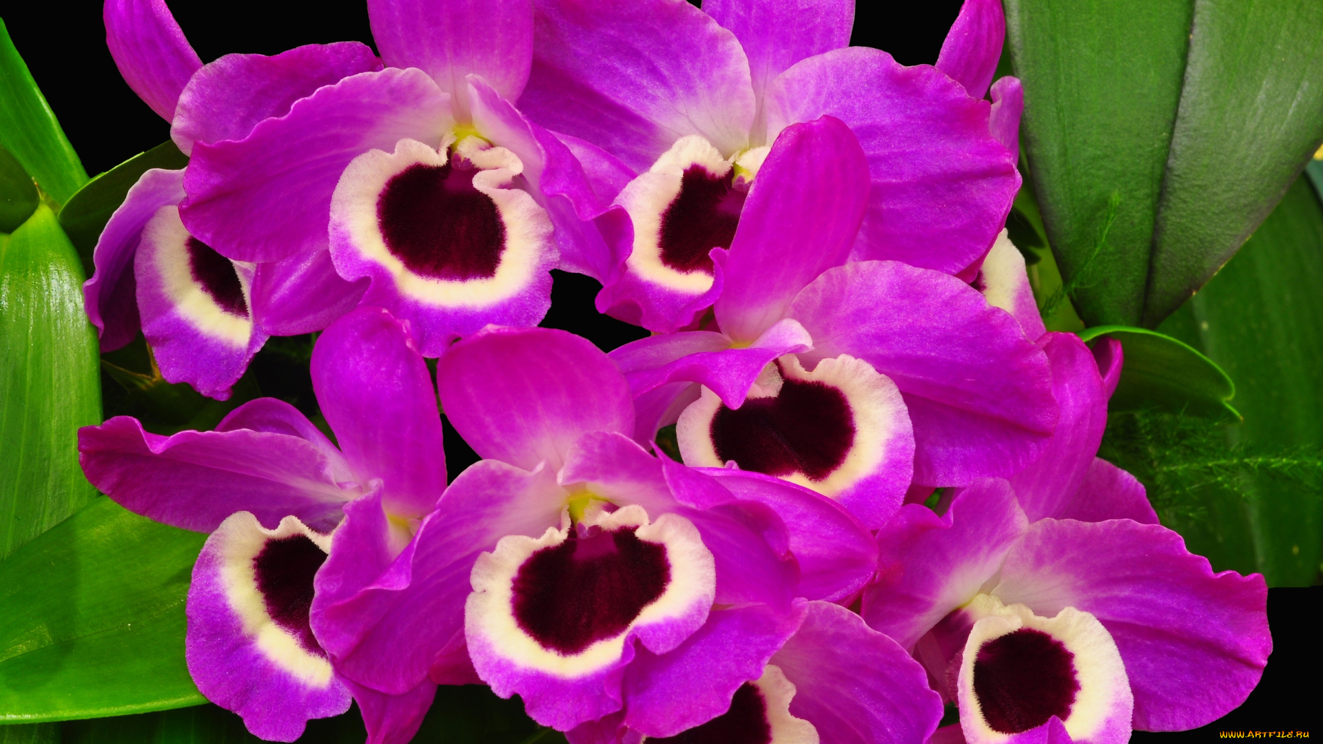 цветы, орхидеи, глазки, экзотика, яркий