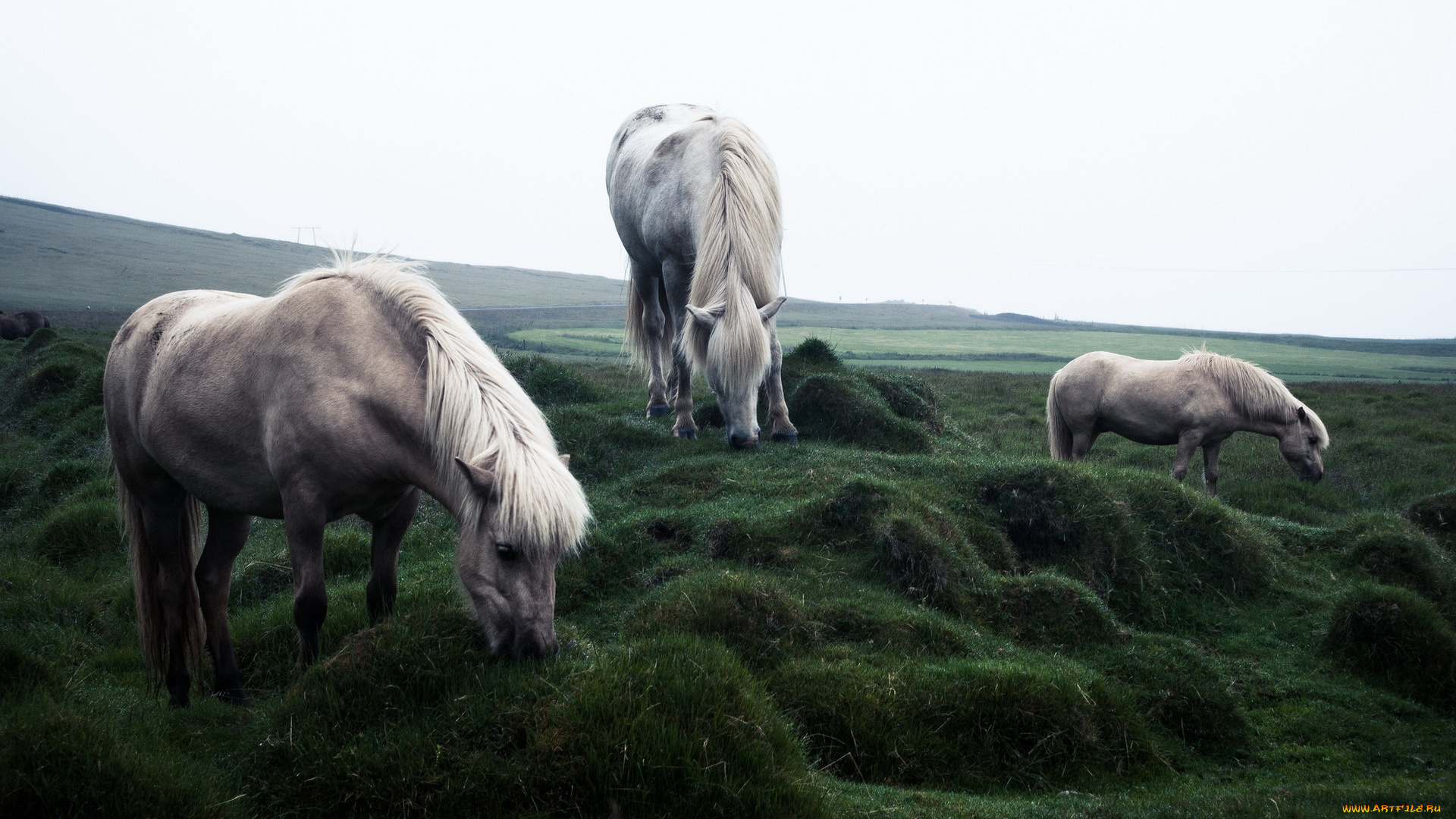 животные, лошади, кони, поле, природа
