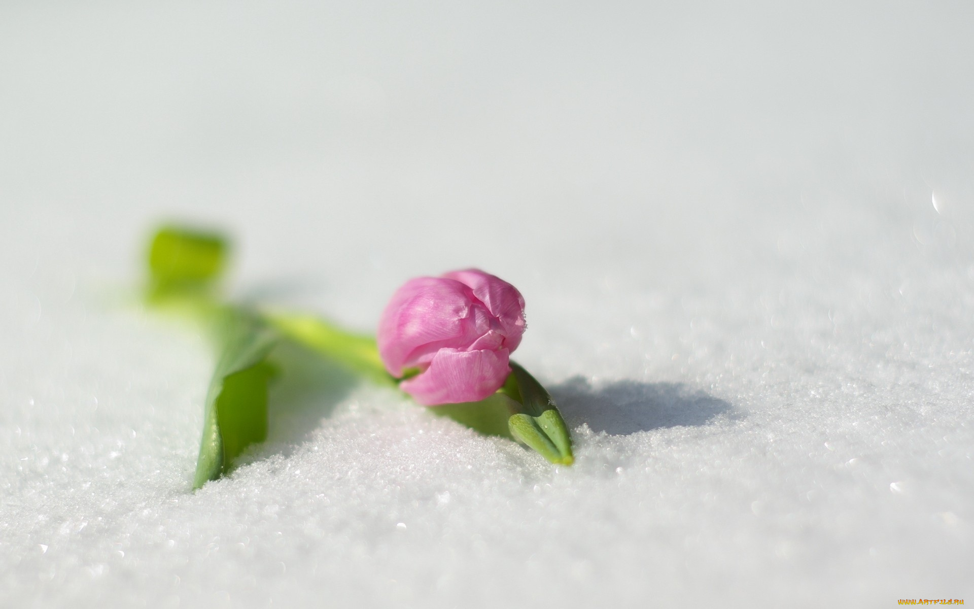 цветы, тюльпаны, снег, тюльпан, розовый, одинокий