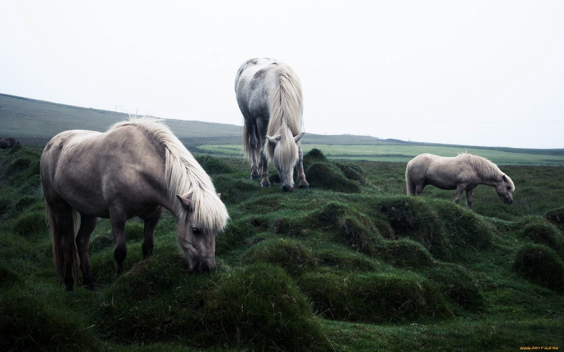 животные, лошади, кони, поле, природа