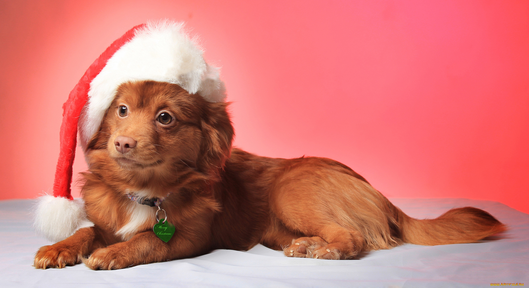 животные, собаки, dog, рождество, christmas, hat, view, smile, собака, взгляд, улыбка, шапка