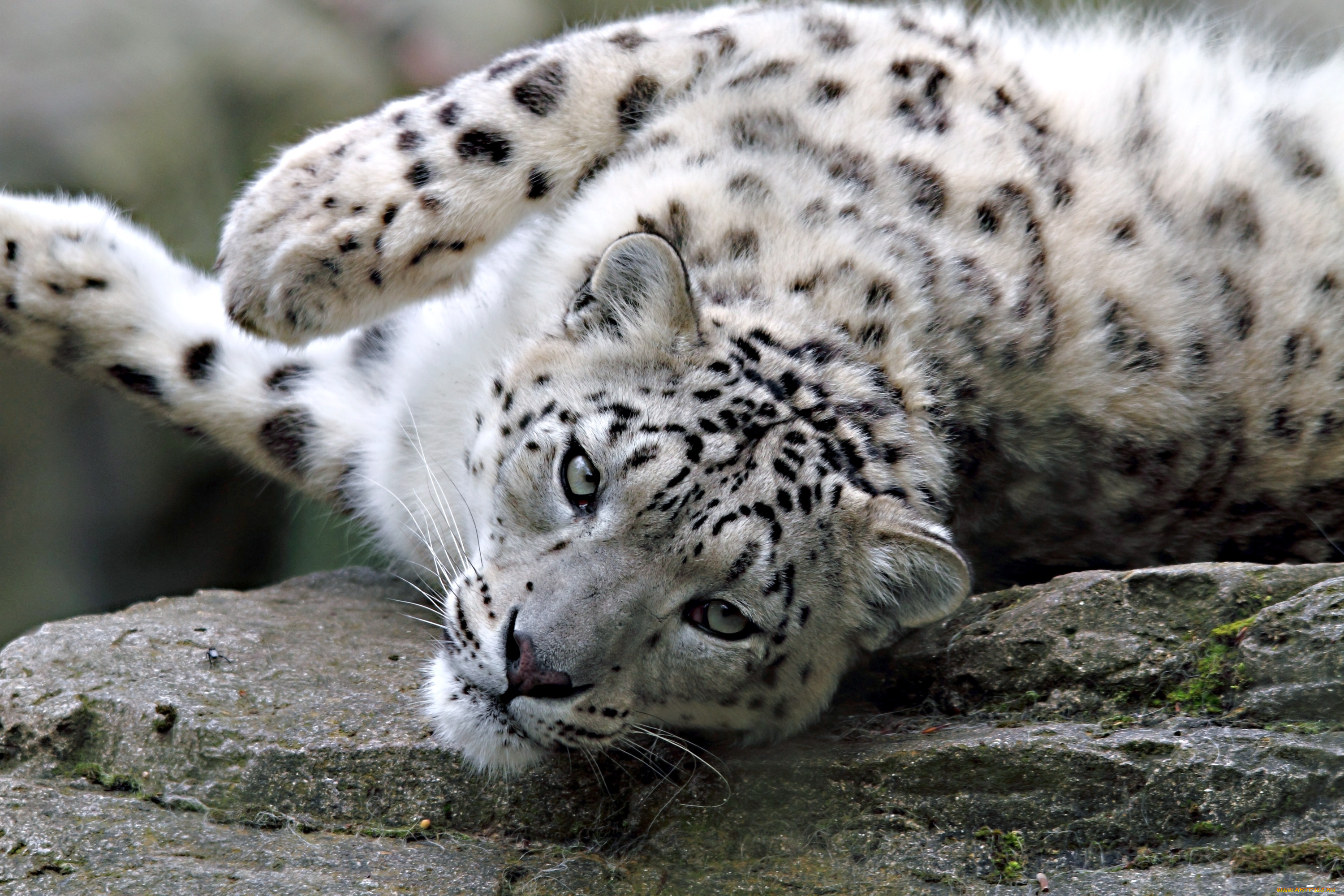 Snow leopard. Снежный Барс и леопард. Барс Ирбис леопард. Белый Барс Ирбис. Снежный леопард.