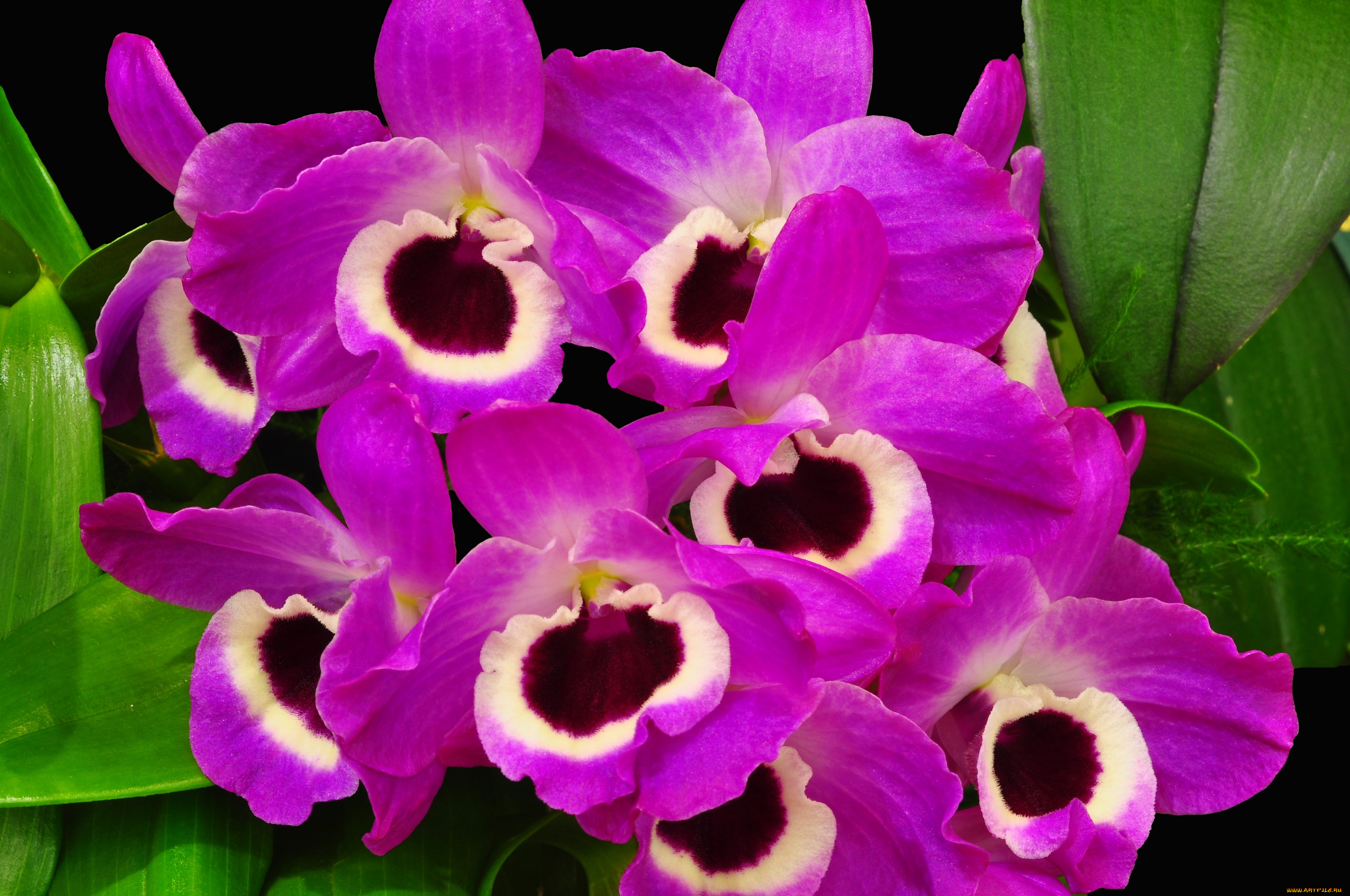 цветы, орхидеи, глазки, экзотика, яркий