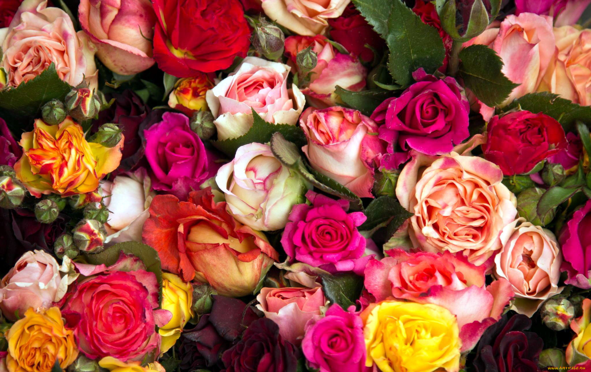 Много роз красивых. Разноцветные цветы. Яркие розы. Цветы много.