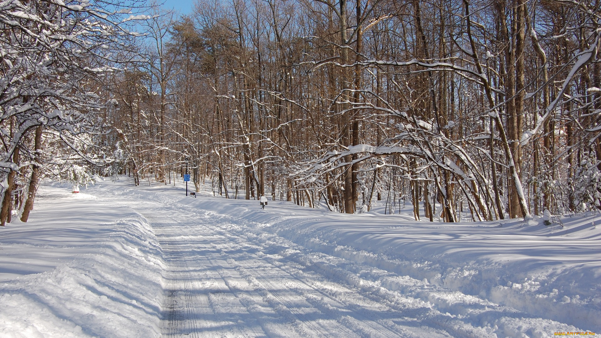 природа, зима, лес, знак, деревья, дорога, снег