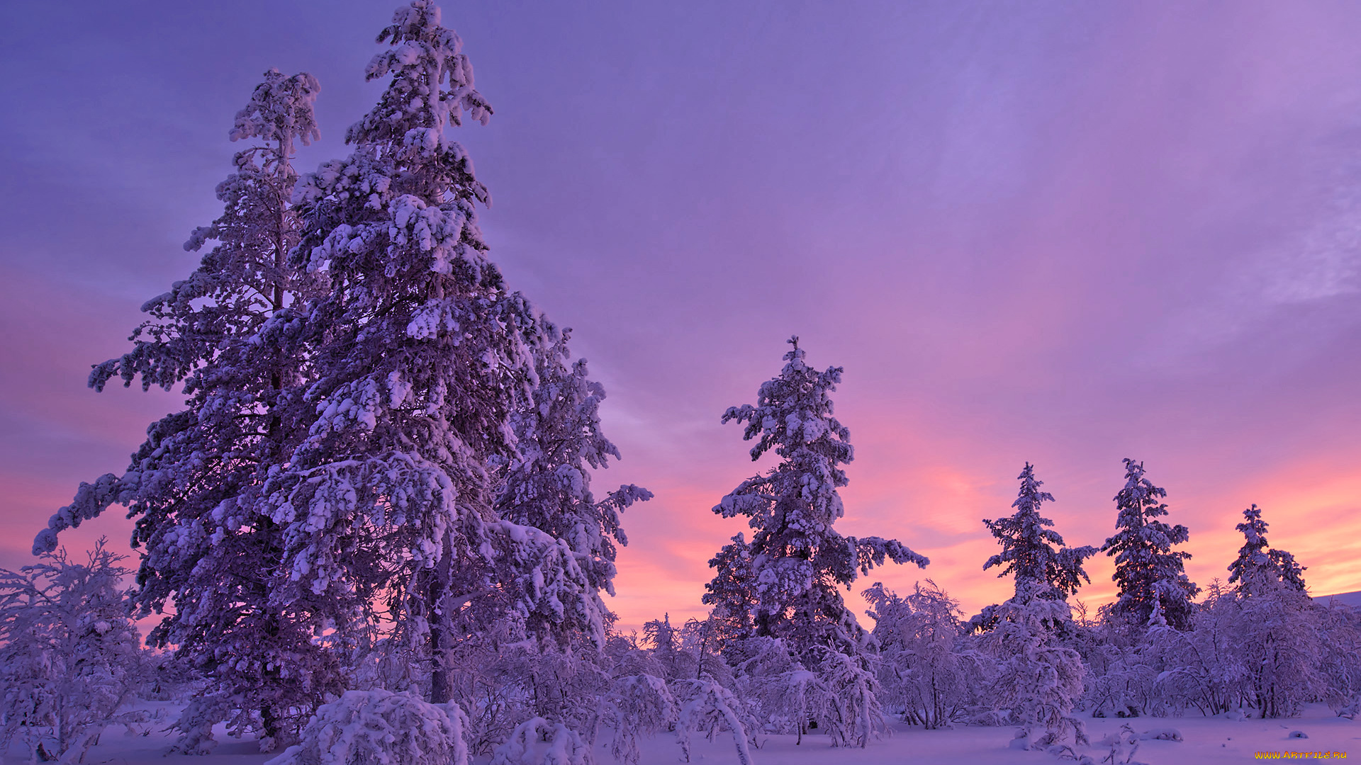 природа, зима, деревья, закат, снег
