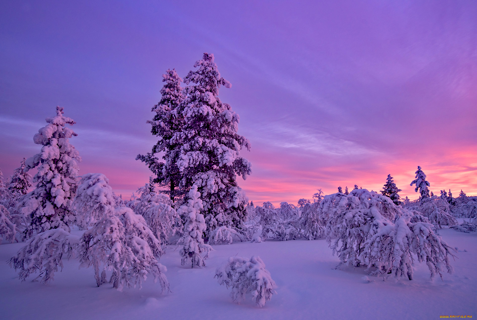 природа, зима, снег, закат, деревья