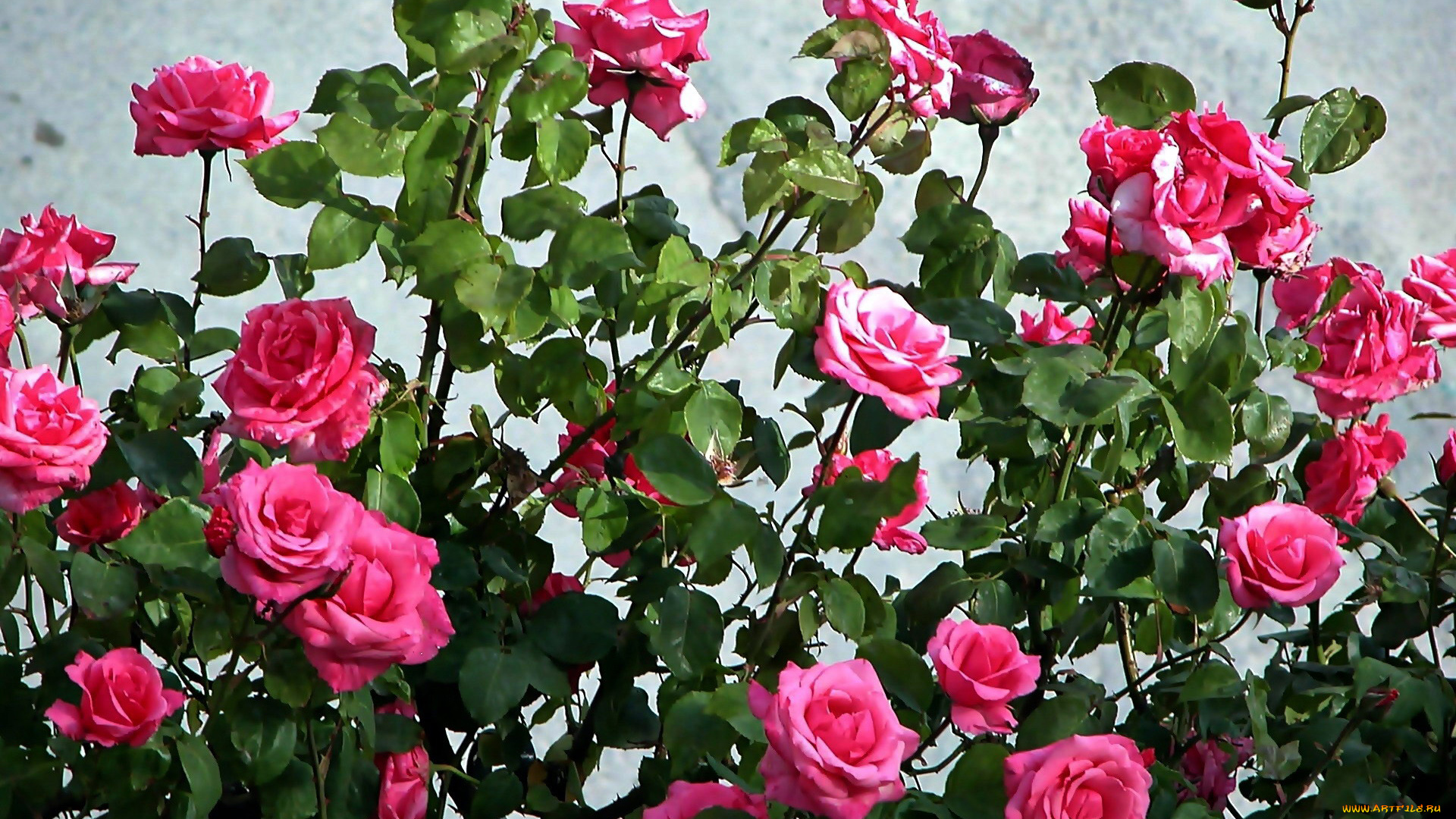 цветы, розы, куст, розовые, много