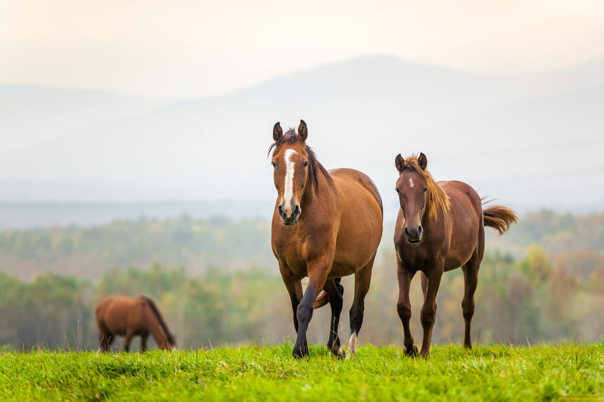 животные, лошади, поле, трава, горы, природа, туман, лошадь, кони