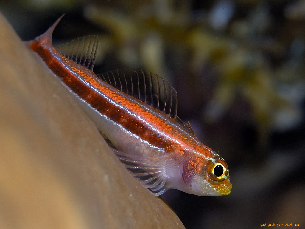 coral, goby, животные, рыбы