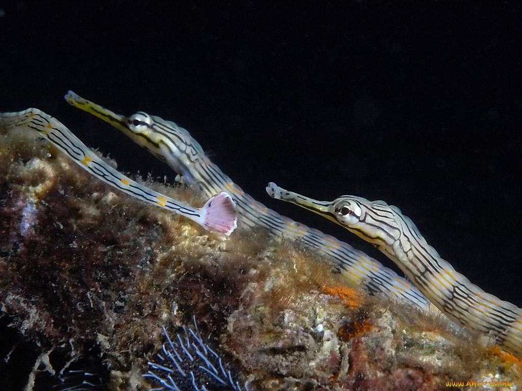 pipefish, животные, рыбы