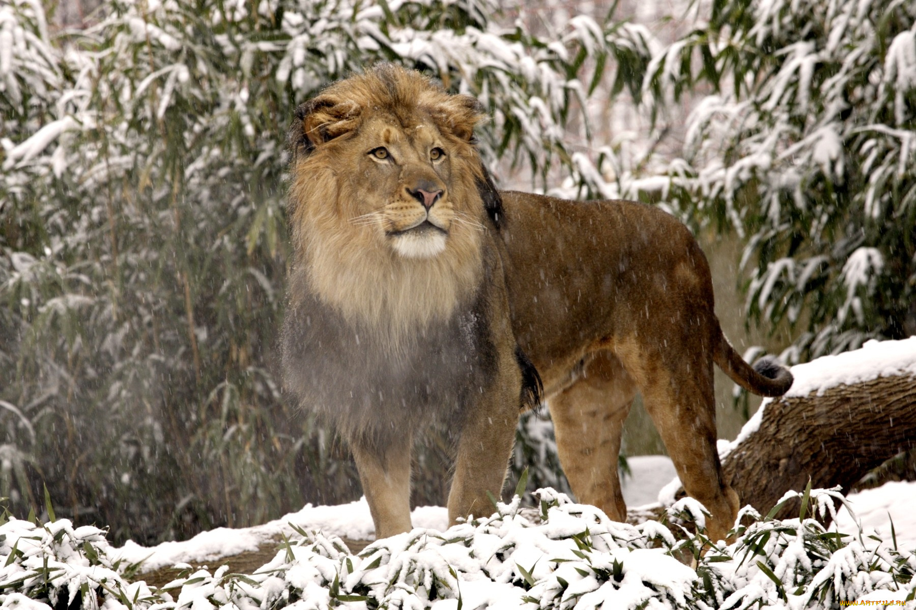 животные, львы, снег, грива, пар, холод