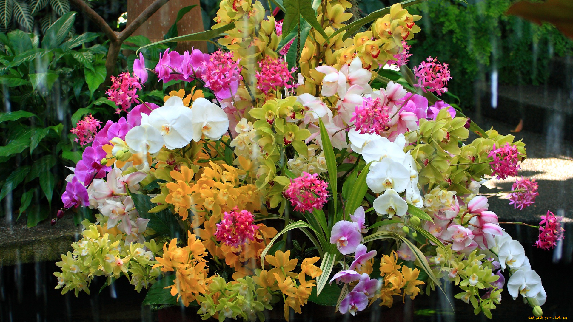 цветы, орхидеи, лепестки, листья