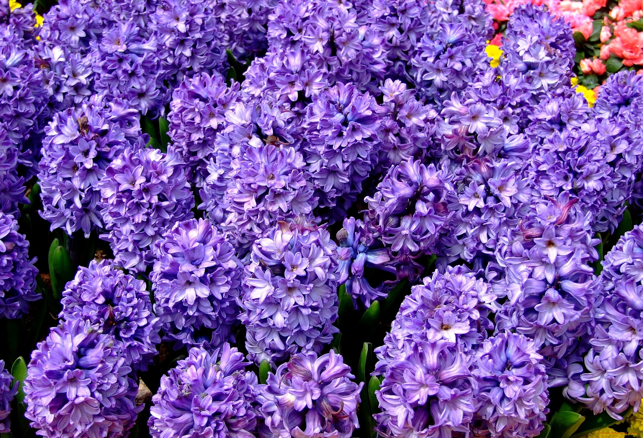цветы, гиацинты, фиолетовый, много