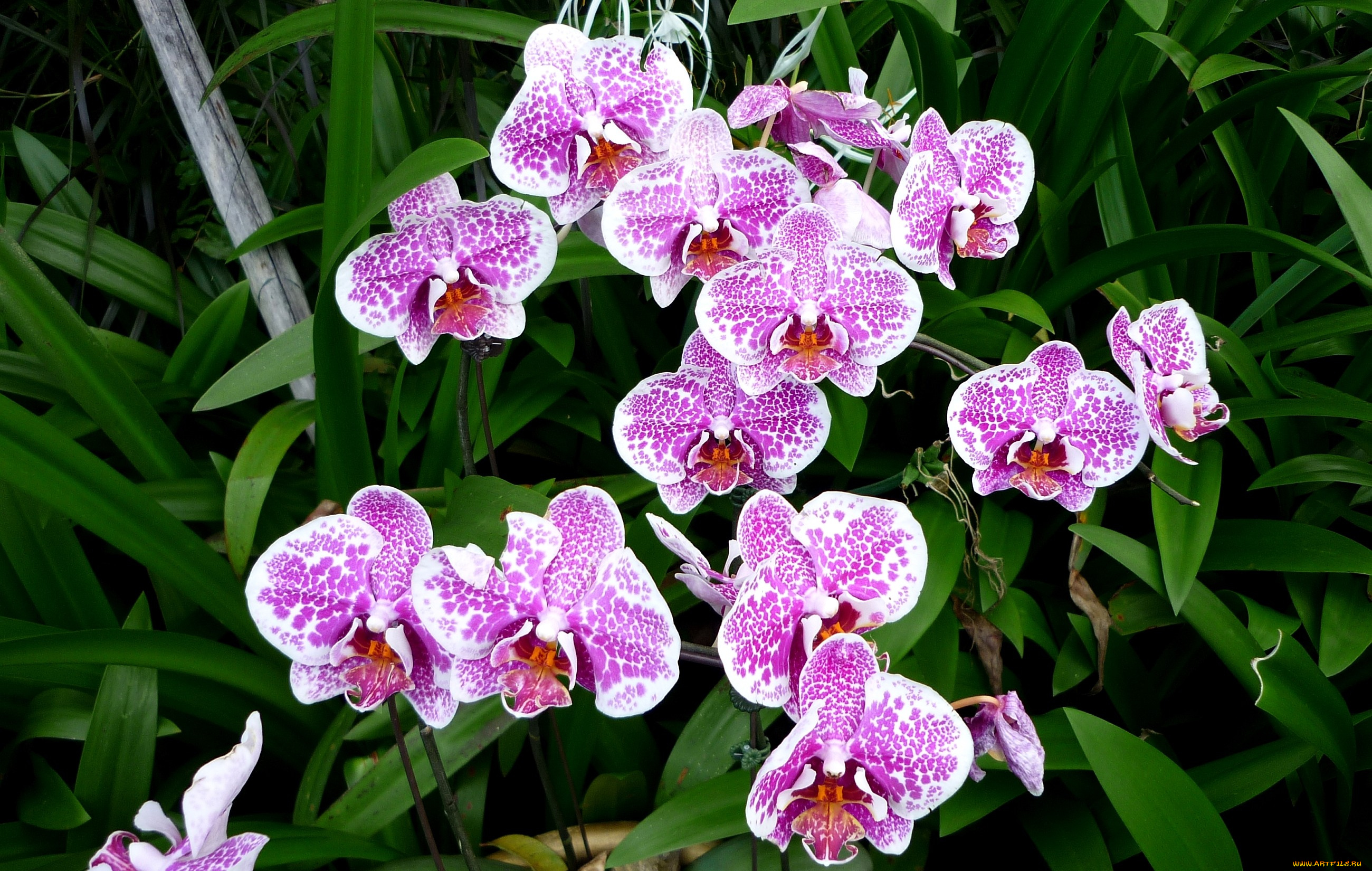 цветы, орхидеи, много, пятнистый, розовый