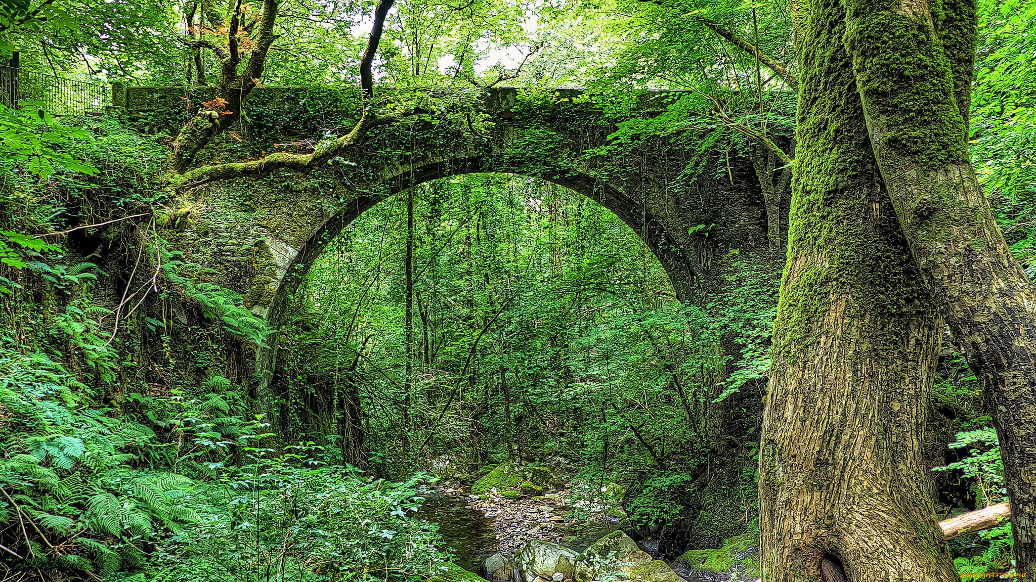 природа, лес, арка, мост, заросли