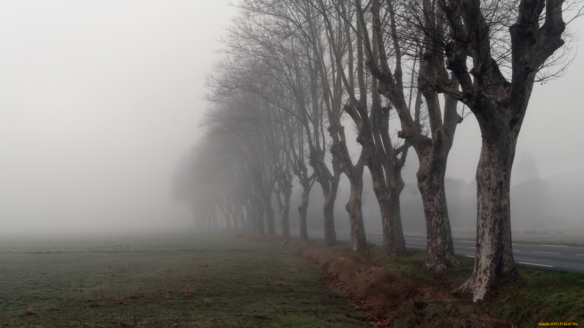 природа, деревья, дорога, утро, туман