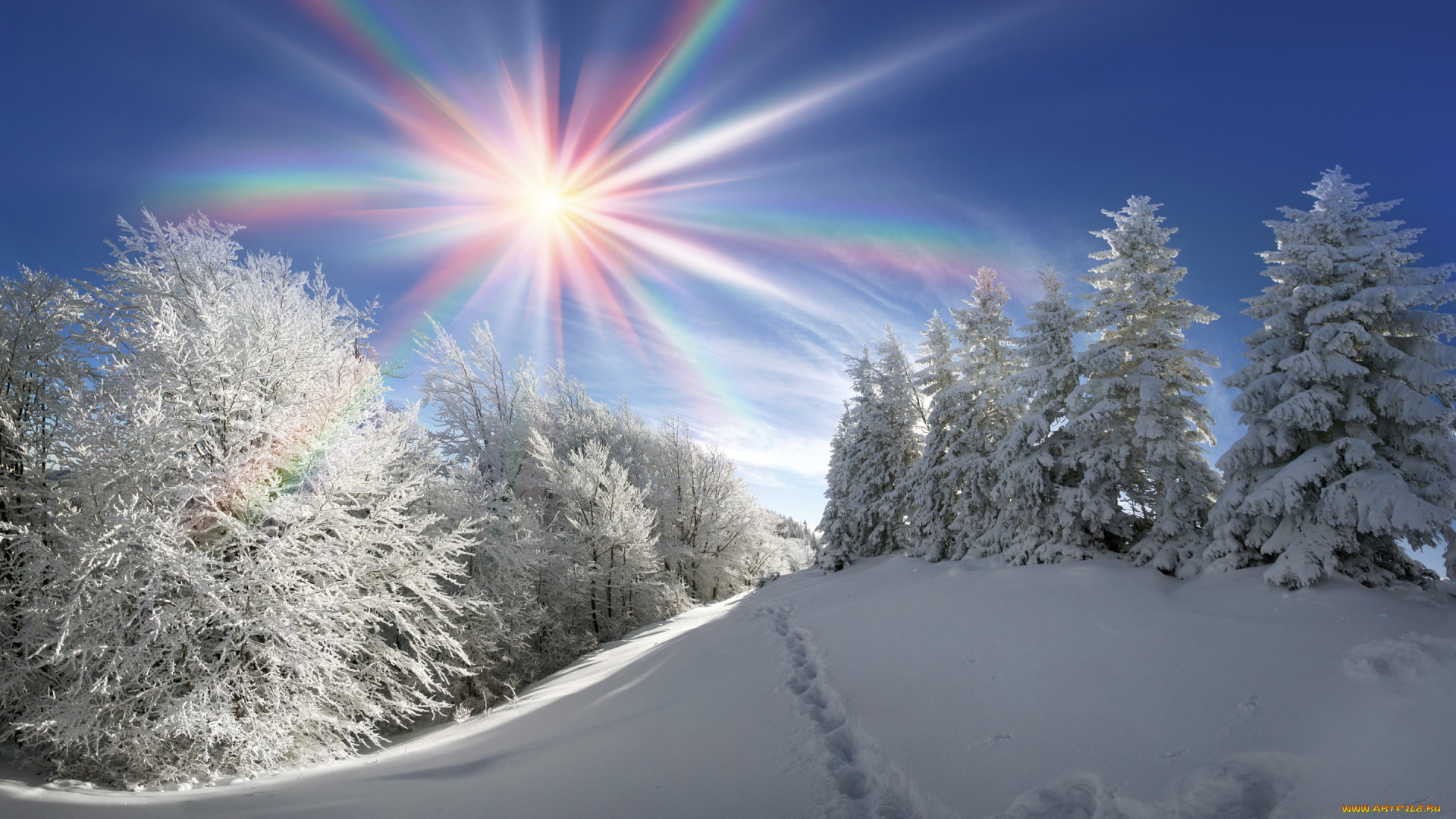 природа, зима, winter, snow, nature, лес, елка, снег, солнце