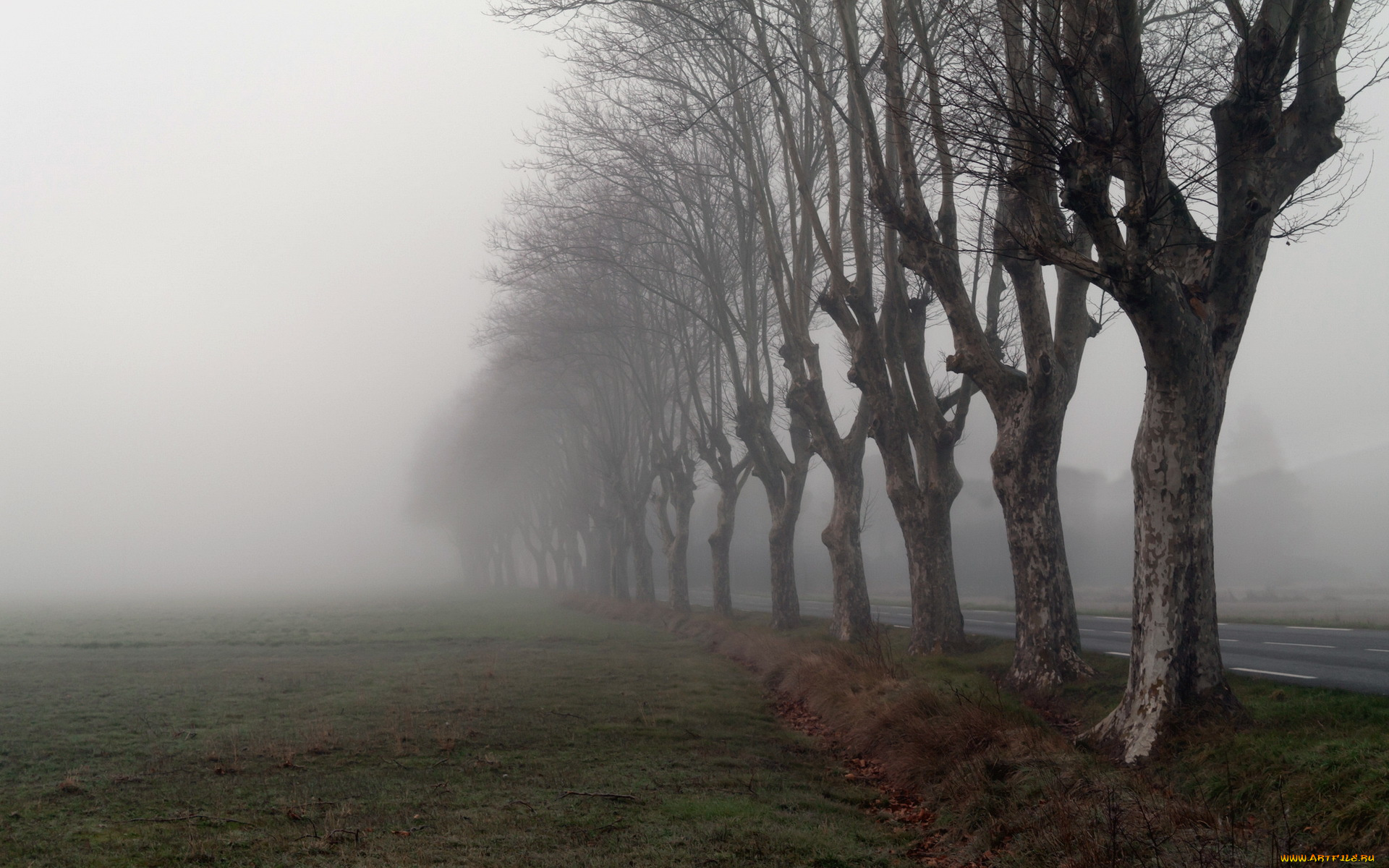 природа, деревья, дорога, утро, туман