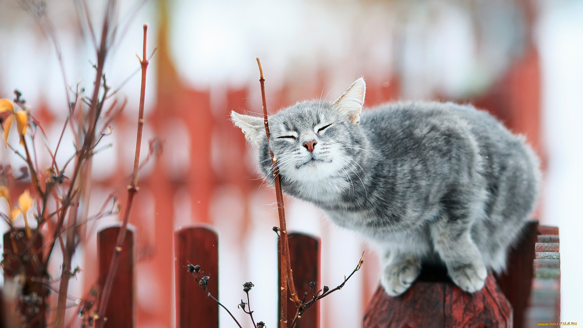 кот, животные, коты