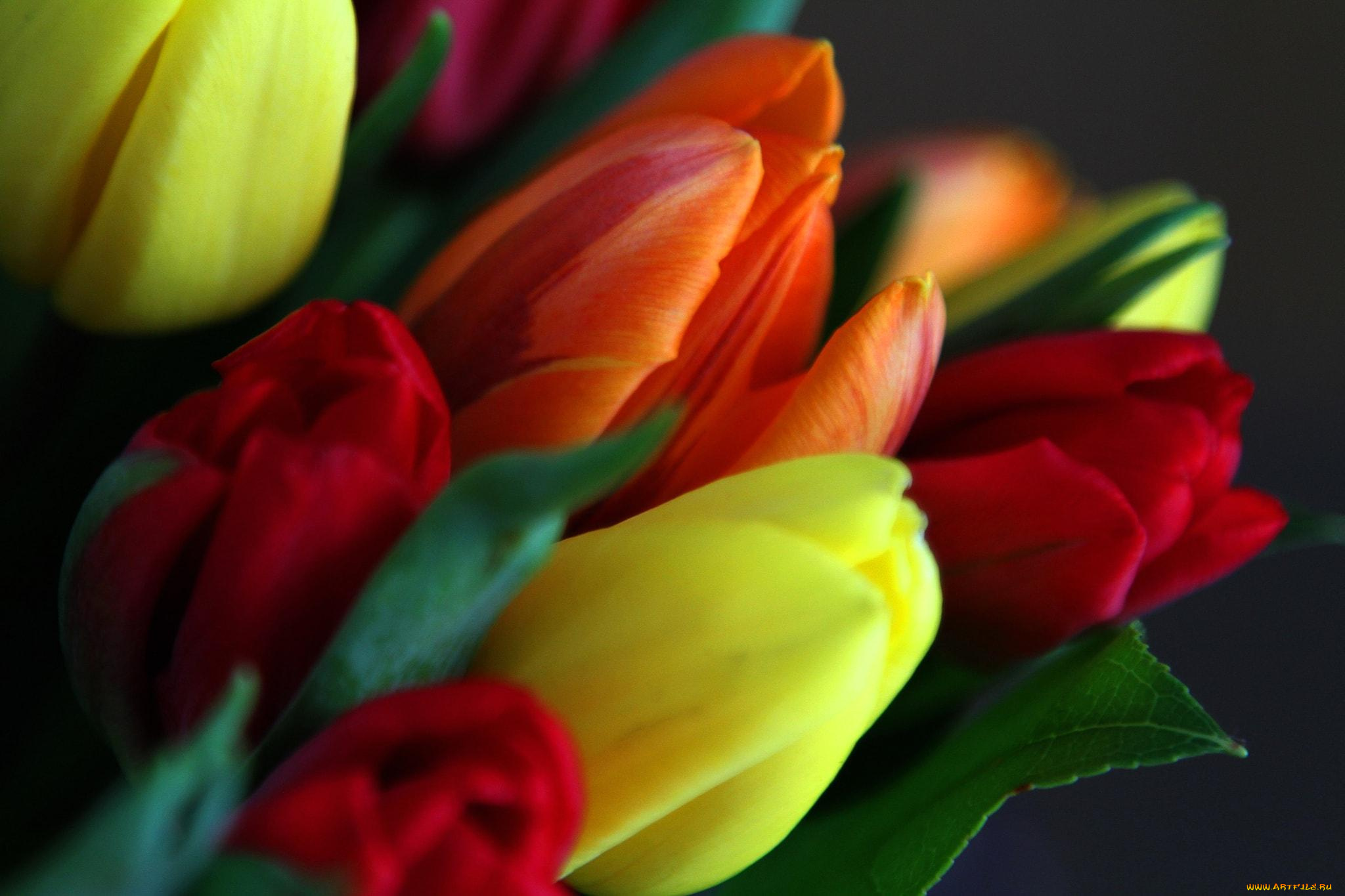 цветы, тюльпаны, разноцветные, букет
