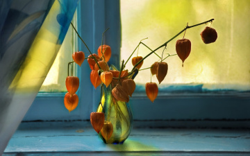 Цветы на окне в вазе загрузить