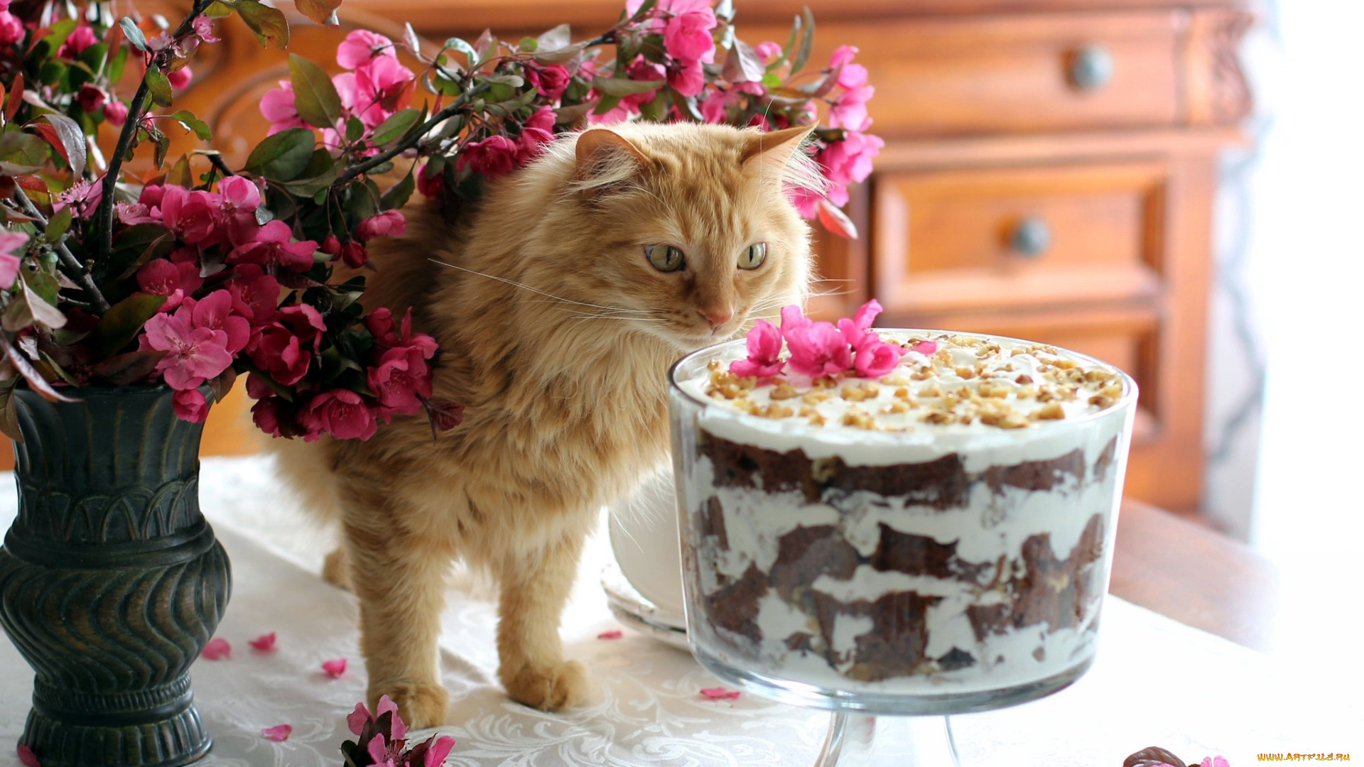 животные, коты, цветы, кот, десерт