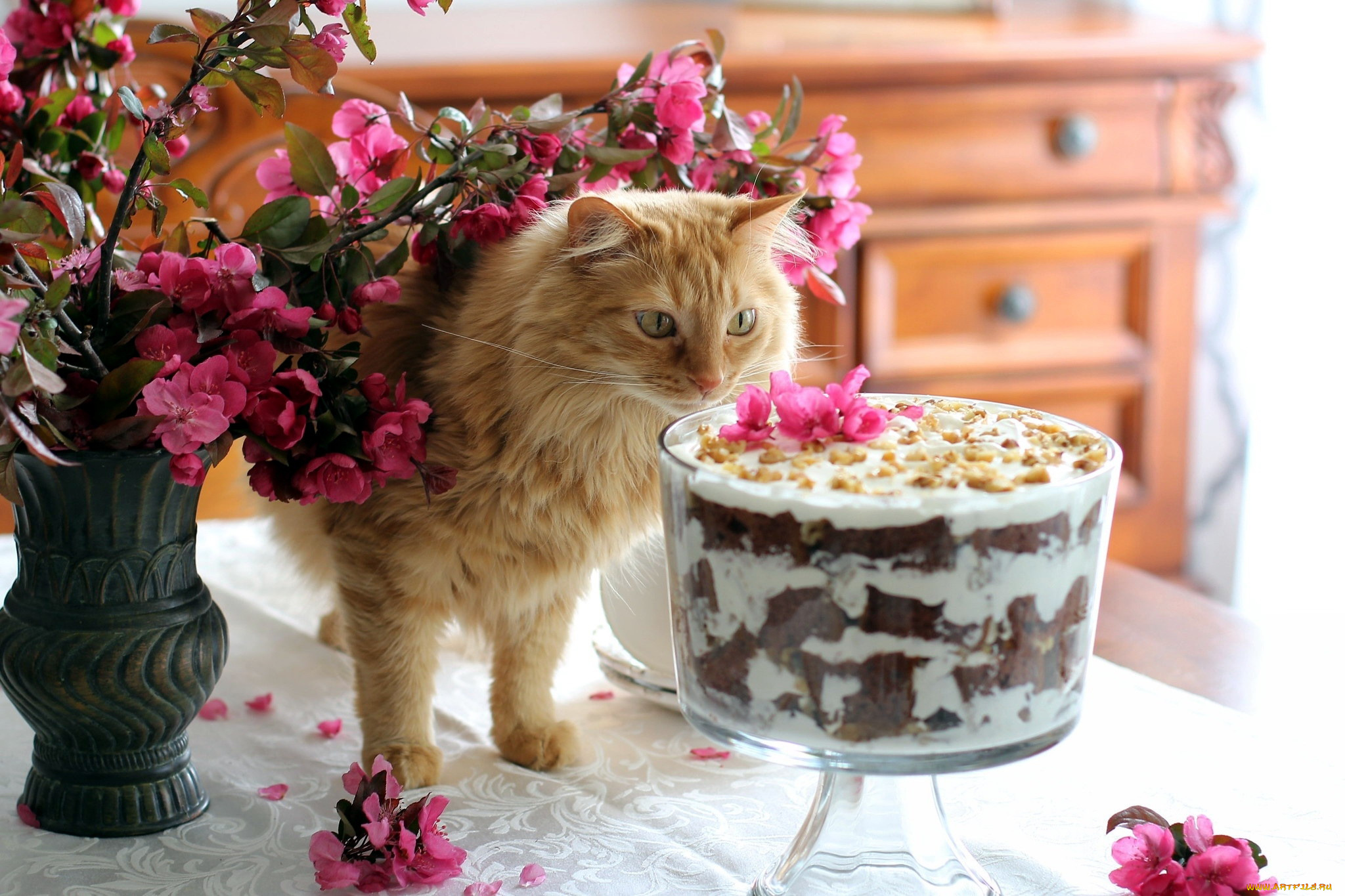 животные, коты, цветы, кот, десерт