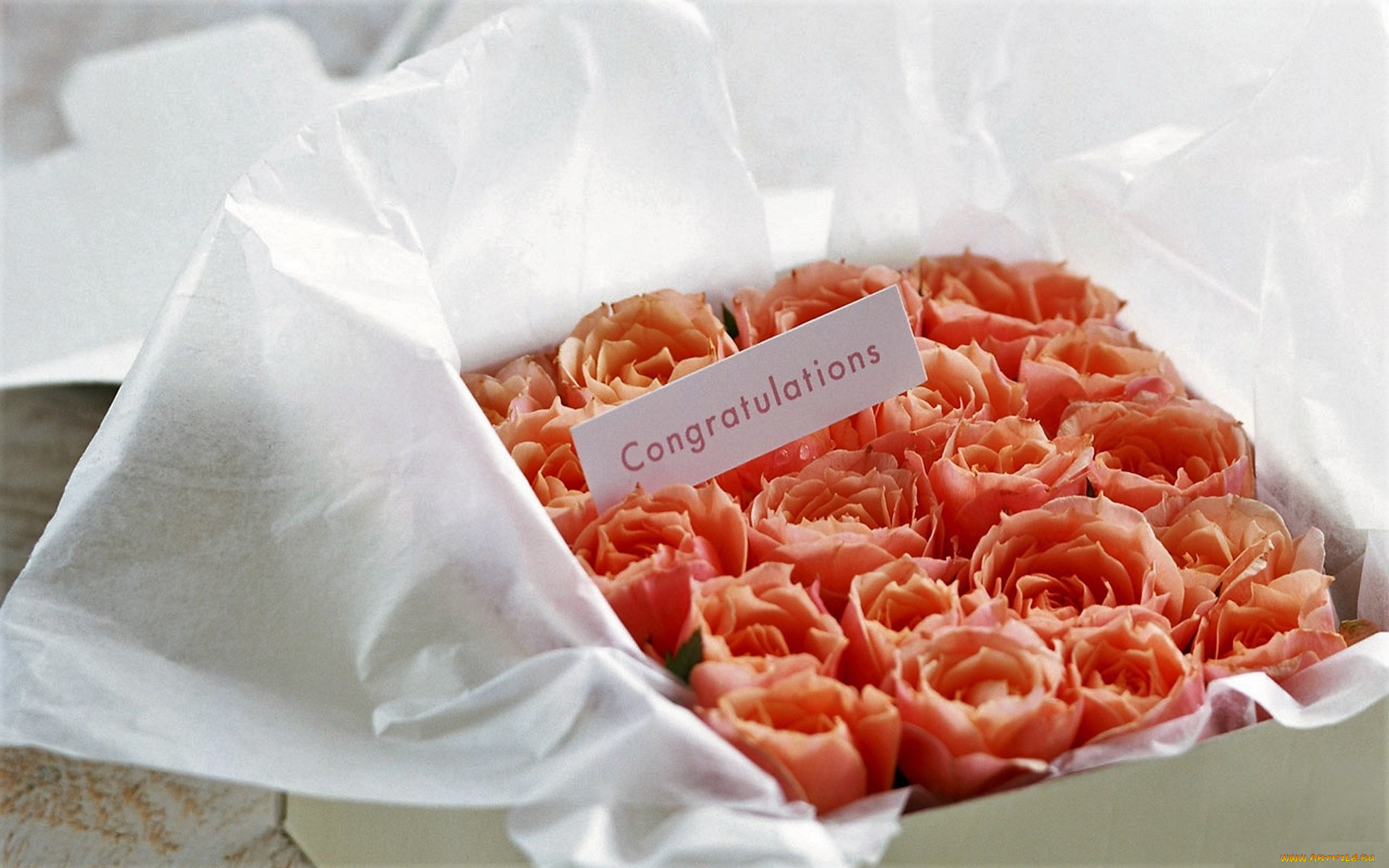 цветы, розы, коробка, поздравление