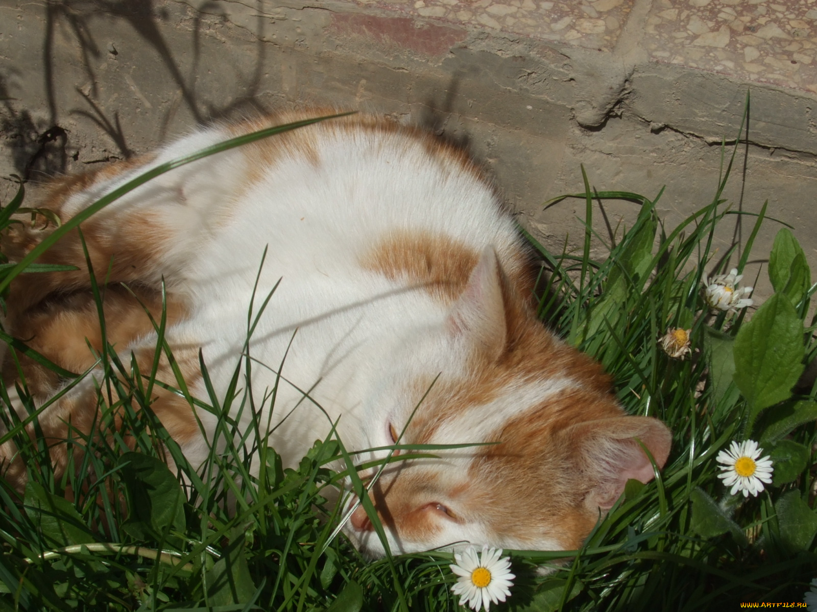 животные, коты, трава, цветы, кот