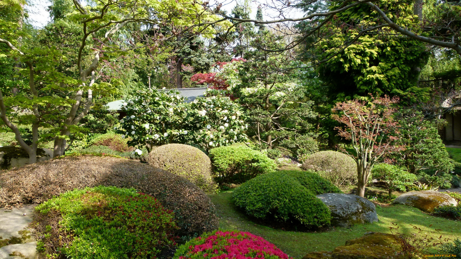 japanese, garden, albert, kahn, франция, природа, парк, сад, растения