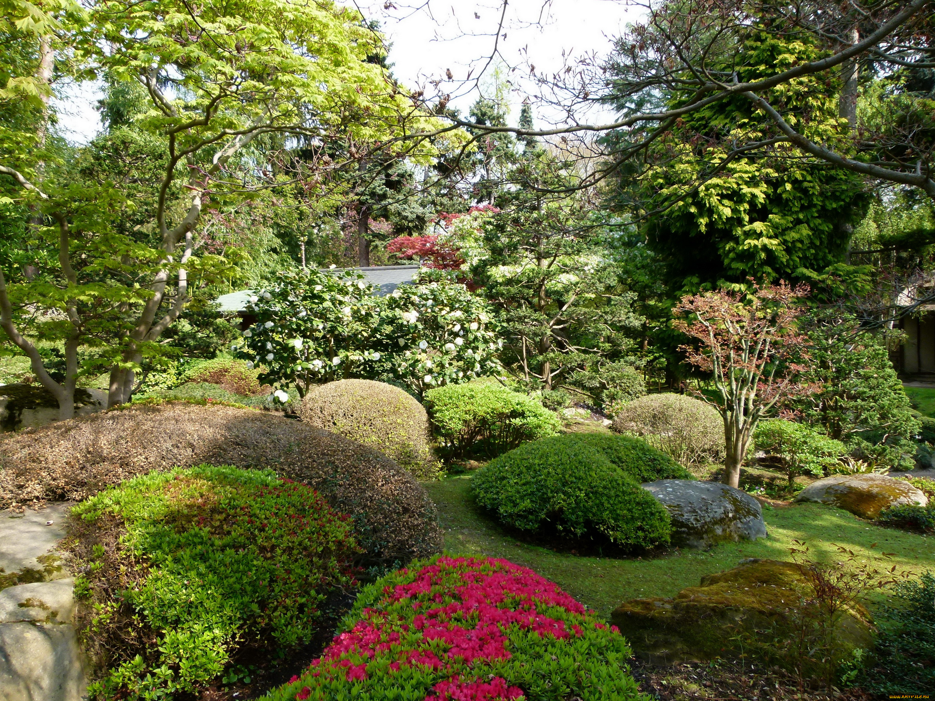 japanese, garden, albert, kahn, франция, природа, парк, сад, растения