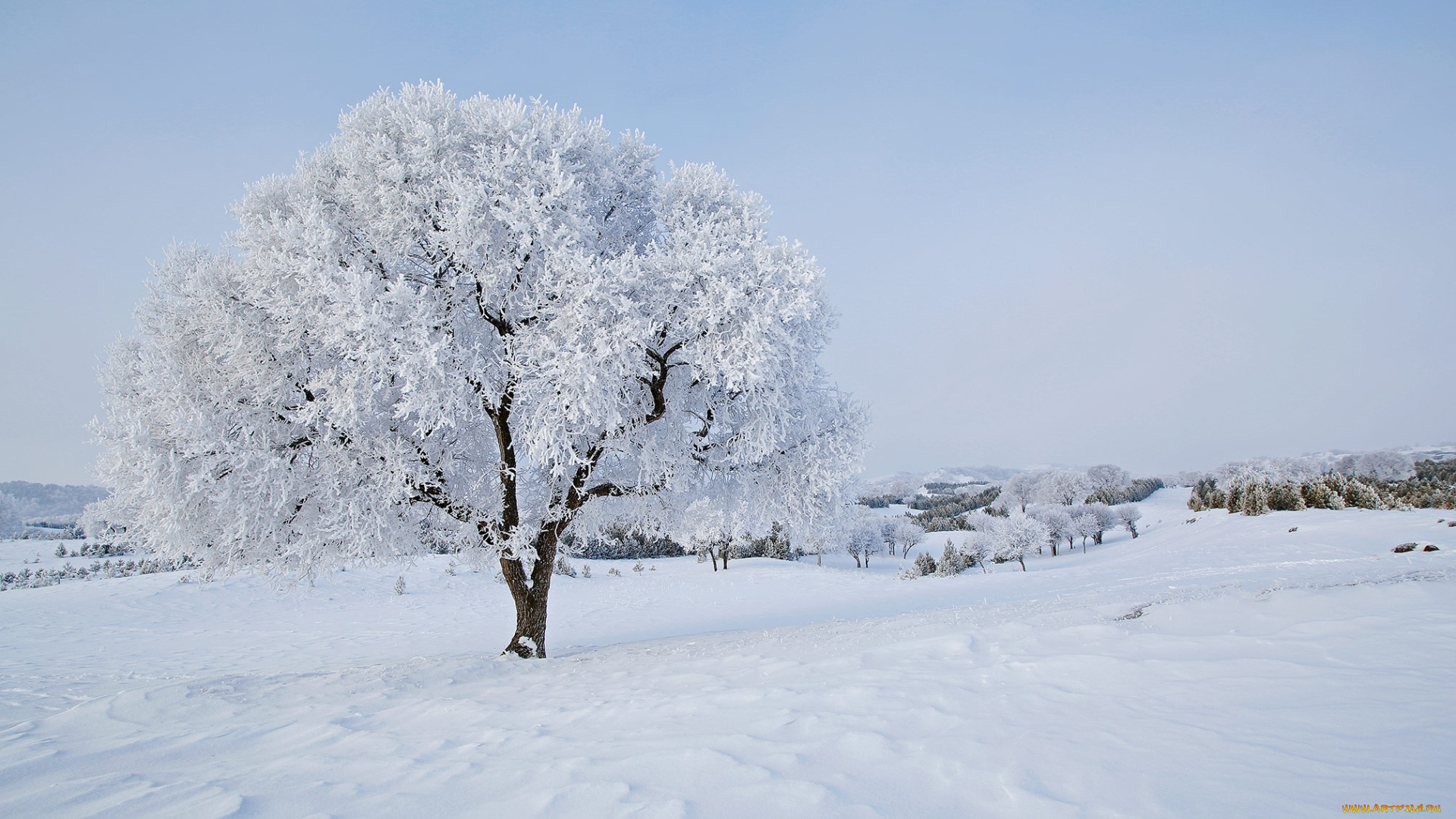 природа, зима, дерево, иней, снег