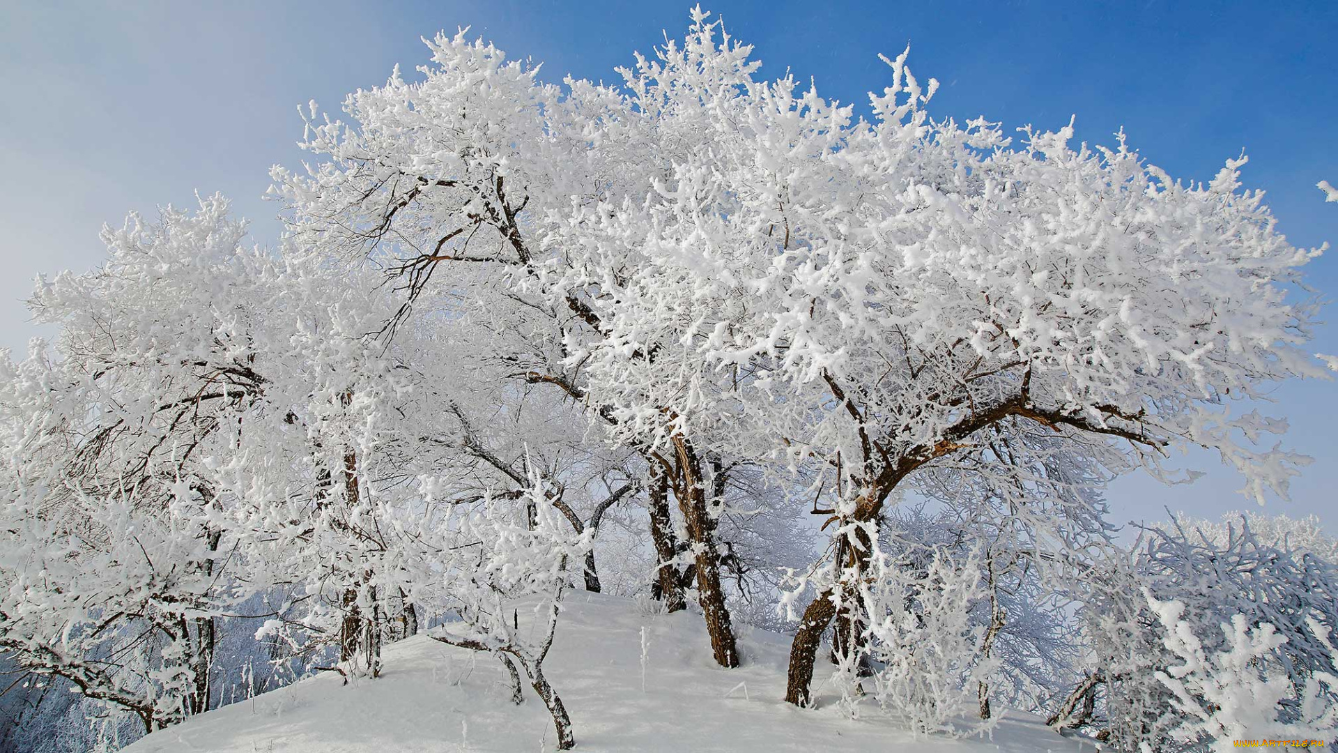 природа, зима, иней, дерево, снег